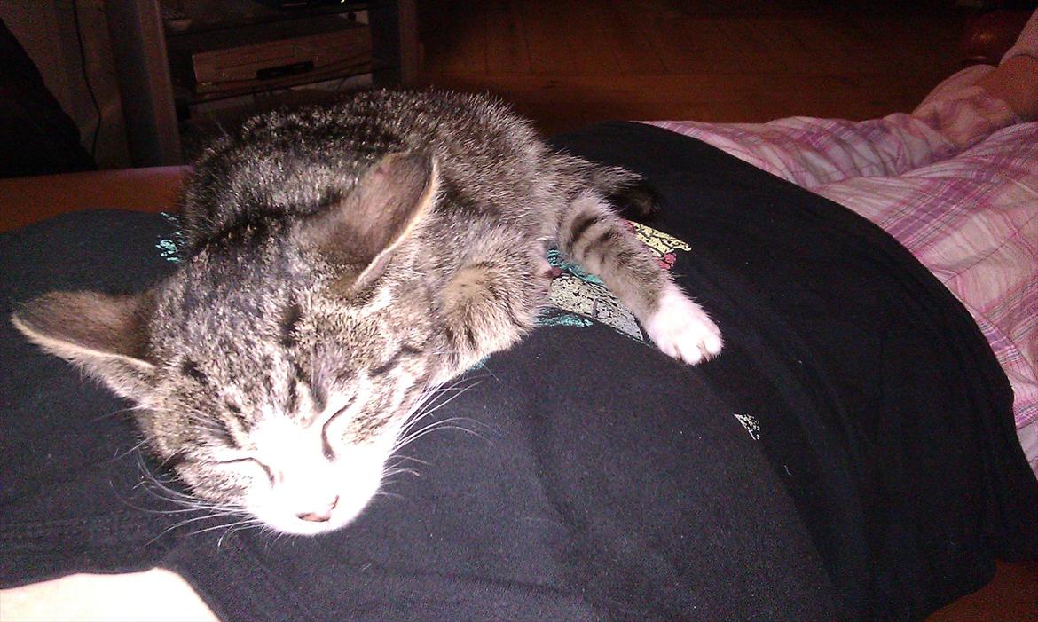 Huskat Ballon billede 11