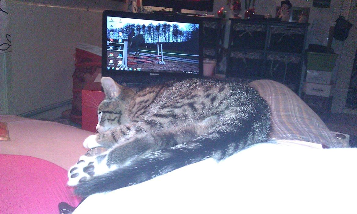 Huskat Ballon billede 12