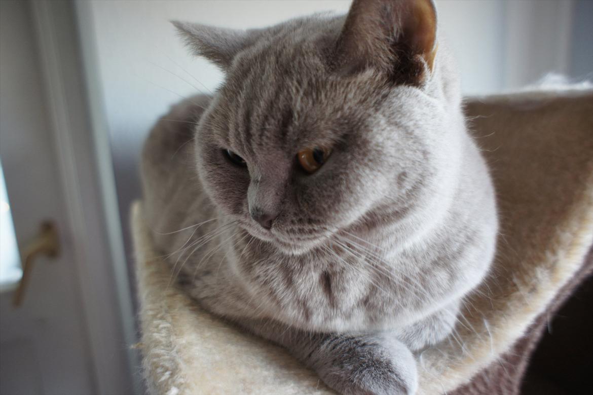 British Shorthair Wilfrida billede 2