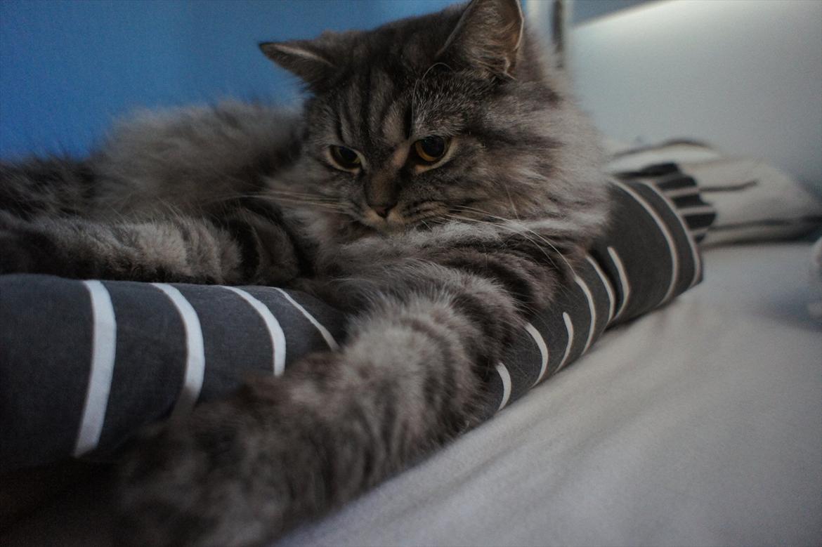 British Shorthair Bamse billede 3