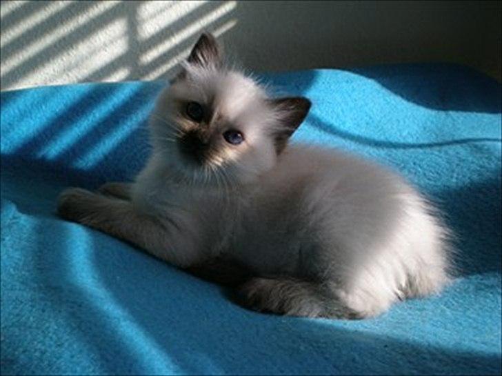 Ragdoll Kashmir - Lille killinge-Kashmir! billede 19