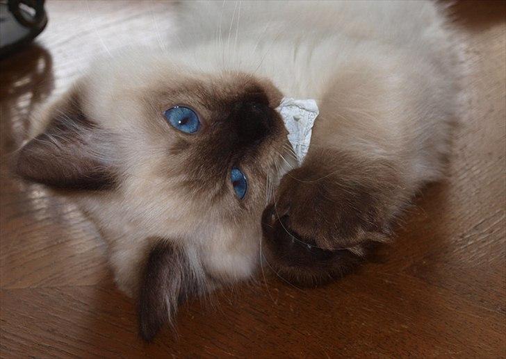 Ragdoll Kashmir - *Gumle Gumle* billede 13