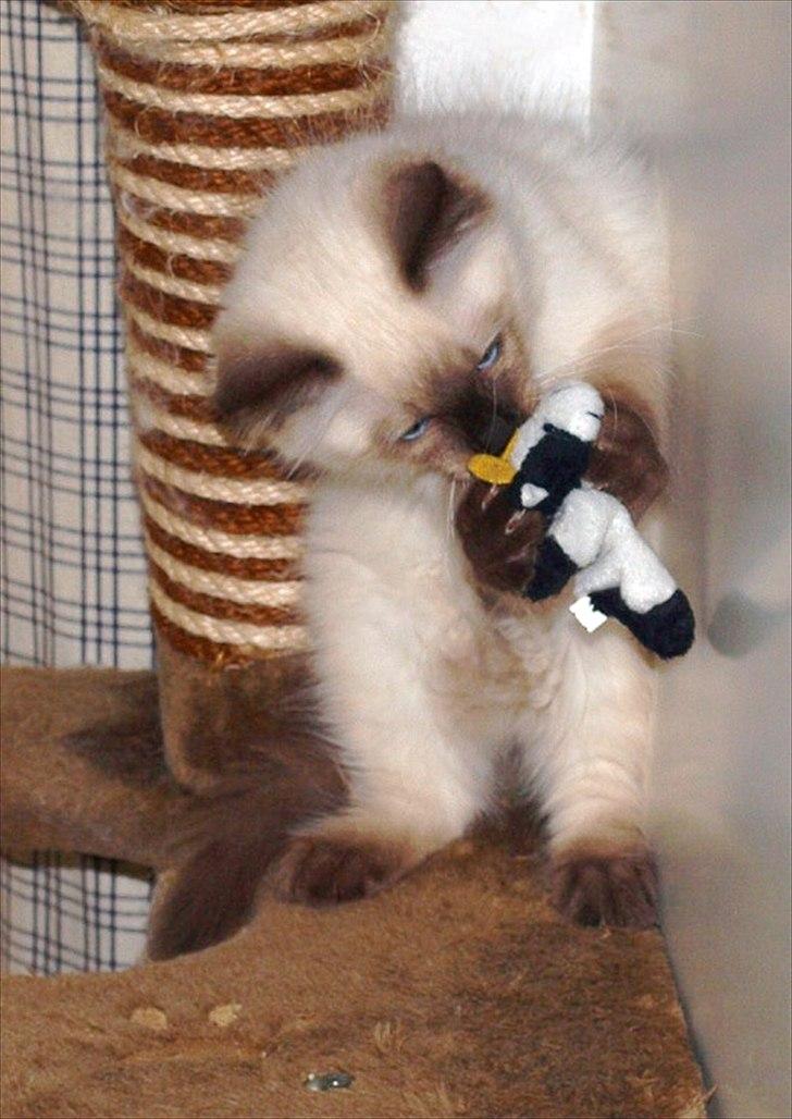 Ragdoll Kashmir - Igang med leg! billede 14