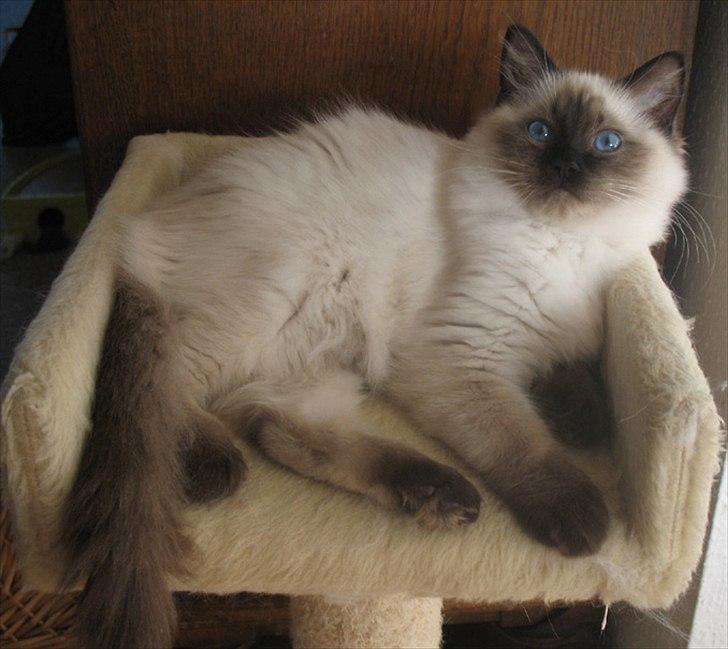 Ragdoll Kashmir - Hans yndlingssted da den står midt i lejligheden, så han kan følge med i alt :) billede 9