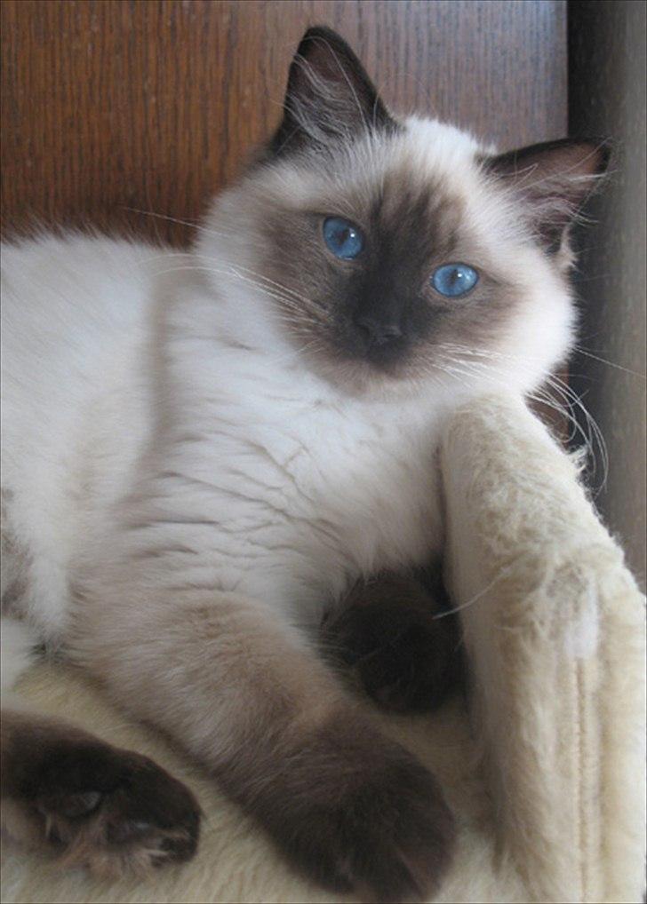 Ragdoll Kashmir billede 11