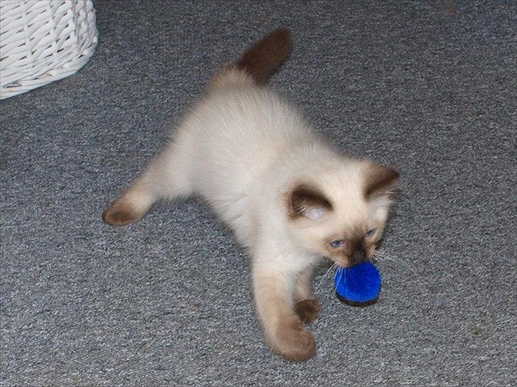 Ragdoll Kashmir - Aport-kat! billede 16