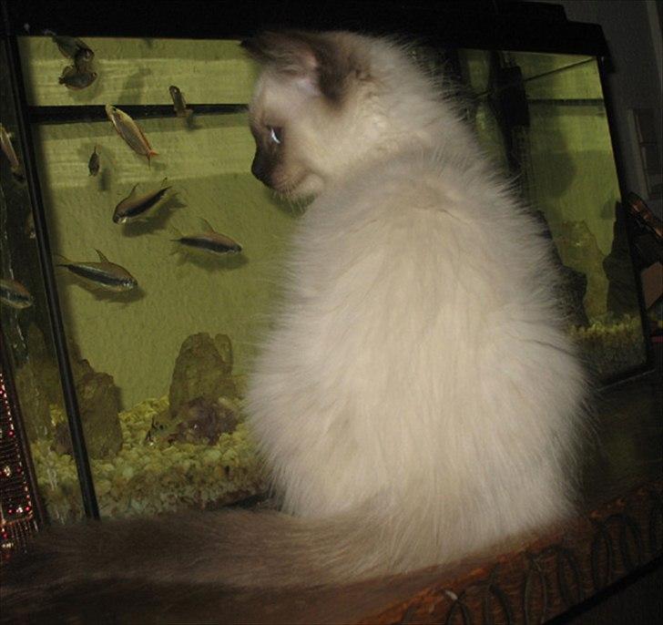 Ragdoll Kashmir - Kashmir ser på fisk! billede 15