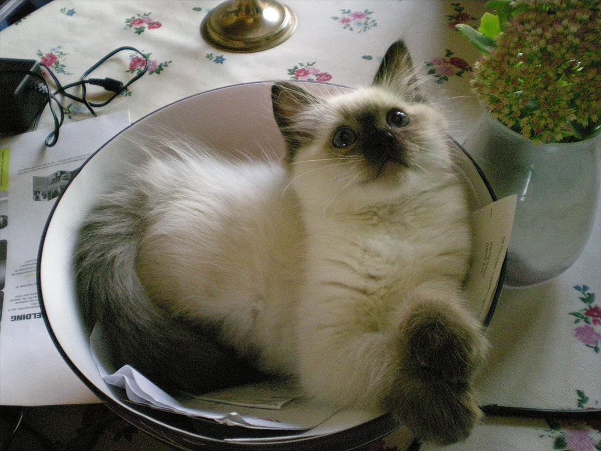 Ragdoll Kashmir - Katten i skålen, hehe. billede 18