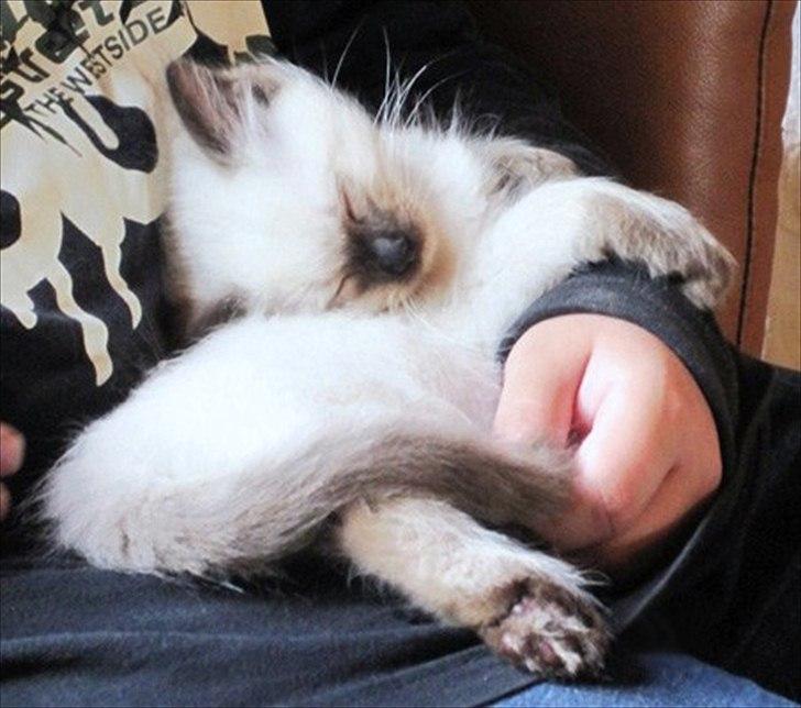 Ragdoll Kashmir - Man er vel en Ragdoll (kludedukke) :D billede 17