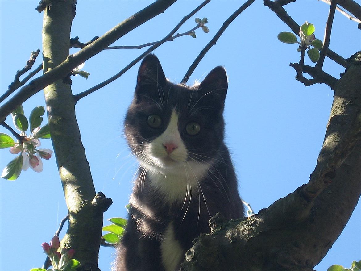 Blanding af racer Cecilie /Silje - 2008 billede 1