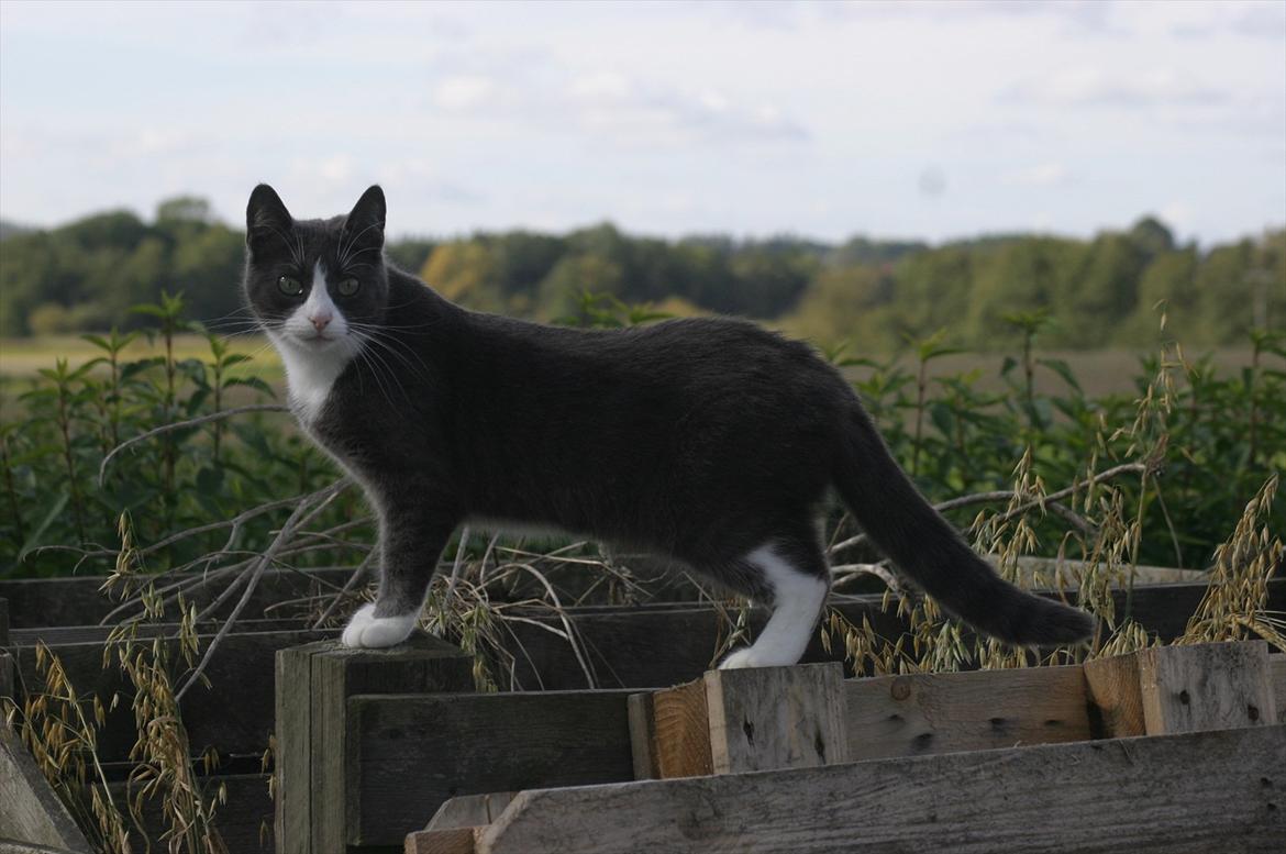Blanding af racer Cecilie /Silje - 2009 - Fotograf: Camilla Rosenlund / CR-FOTO billede 2