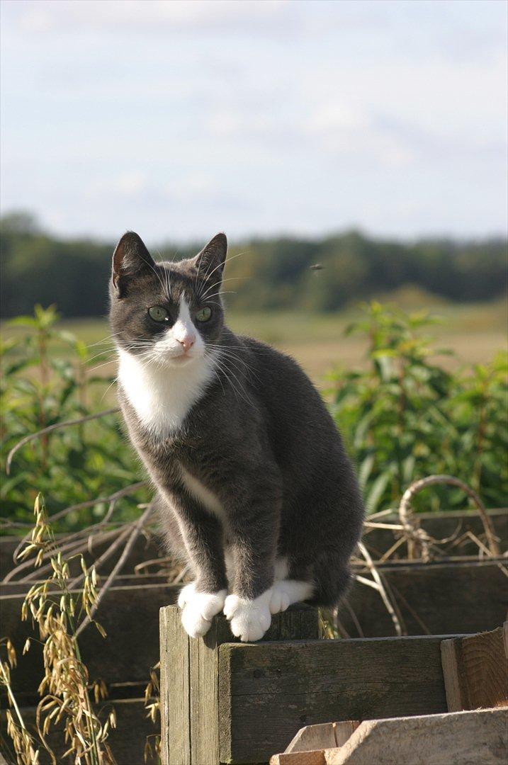 Blanding af racer Cecilie /Silje - 2009 - Fotograf: Camilla Rosenlund / CR-FOTO billede 3