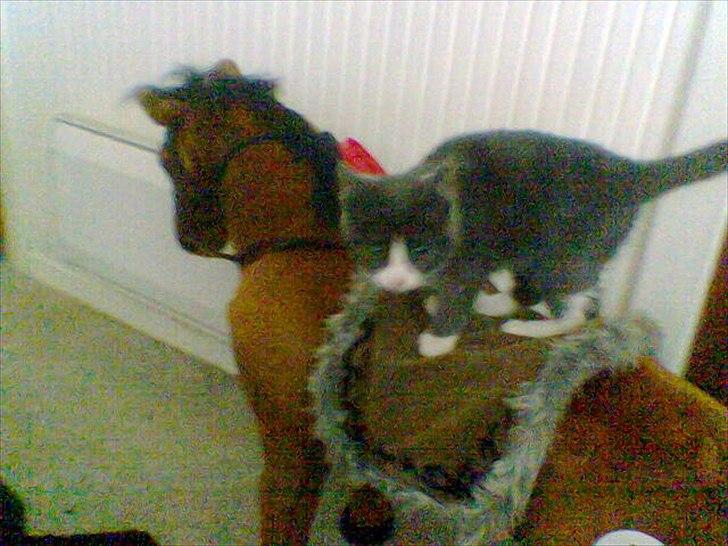 Blanding af racer Cecilie /Silje - 2006 -  billede 4