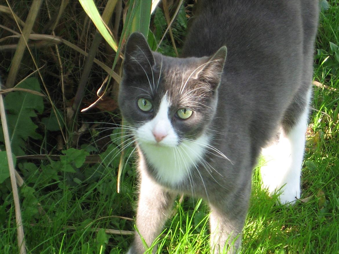 Blanding af racer Cecilie /Silje - 2007 billede 5