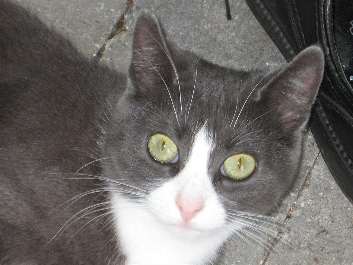 Blanding af racer Cecilie /Silje - 2009 billede 6