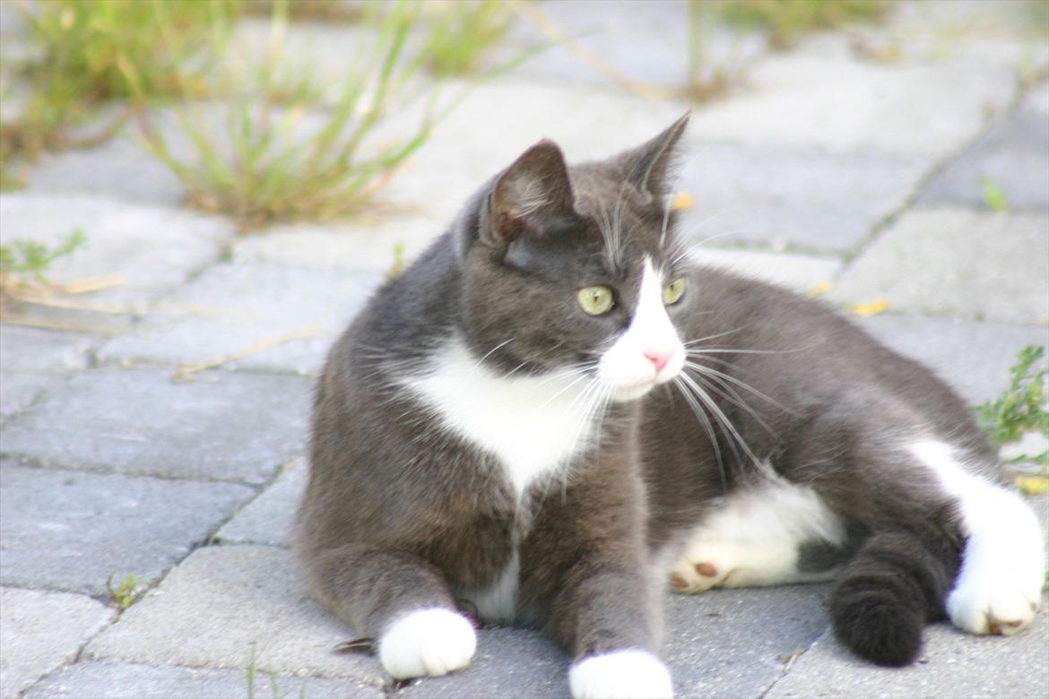 Blanding af racer Cecilie /Silje - 2008 - Fotograf: Camilla Rosenlund / CR-FOTO billede 7