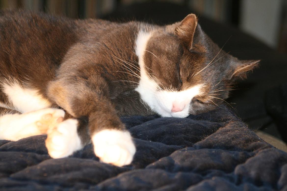 Blanding af racer Cecilie /Silje - 2008 - Fotograf: Camilla Rosenlund / CR-FOTO billede 8