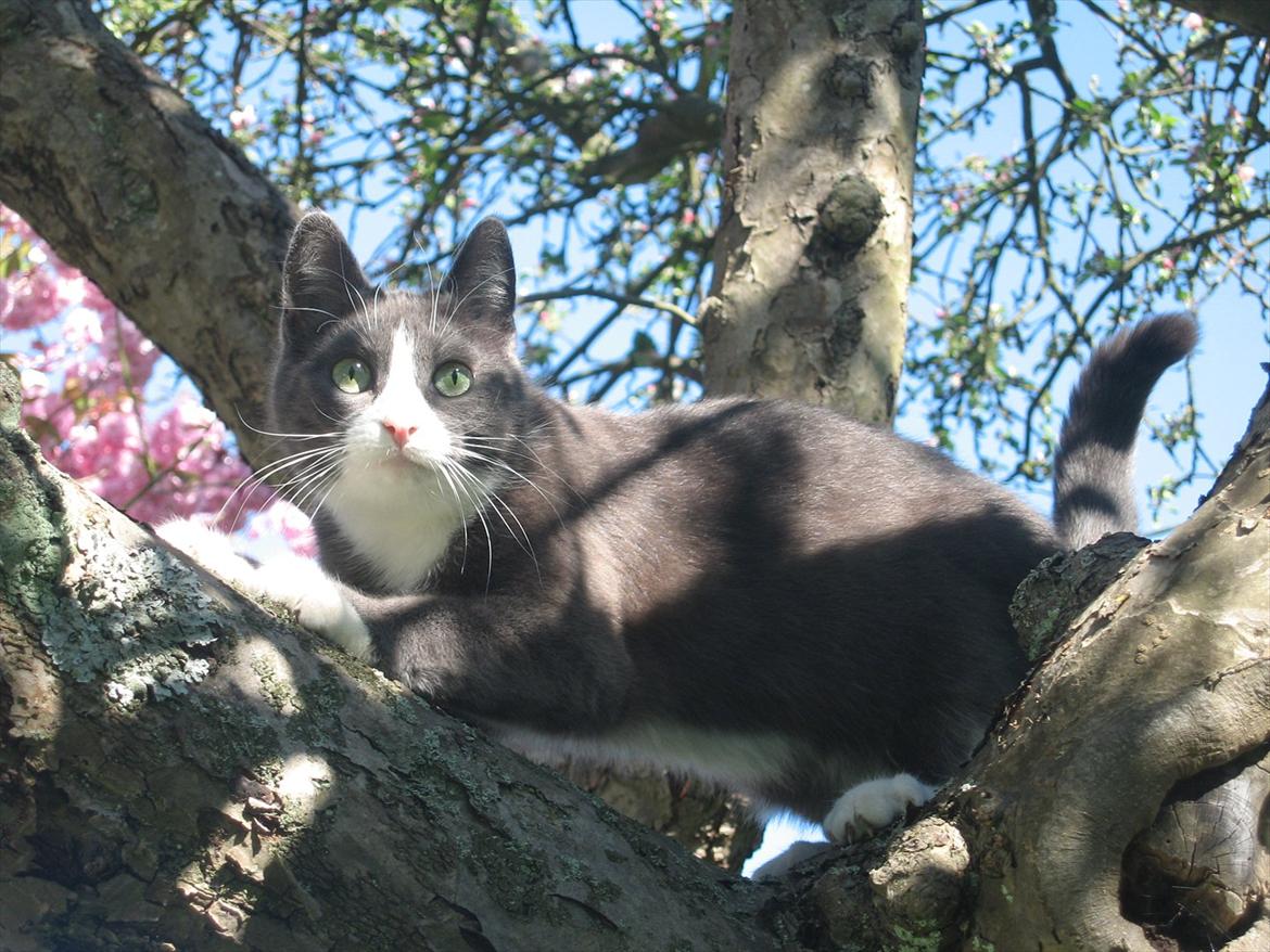 Blanding af racer Cecilie /Silje - 2008 billede 9