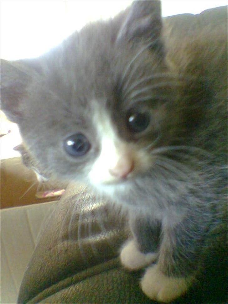 Blanding af racer Cecilie /Silje - 2005 billede 10