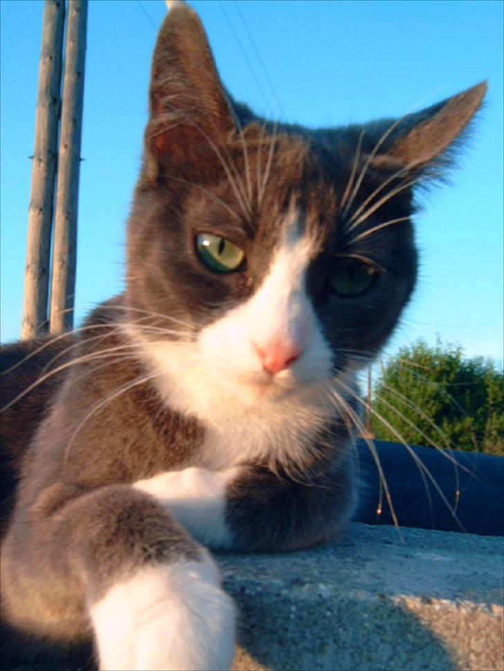 Blanding af racer Cecilie /Silje - 2007 billede 11