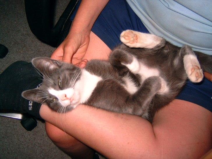 Blanding af racer Cecilie /Silje - 2007 billede 12