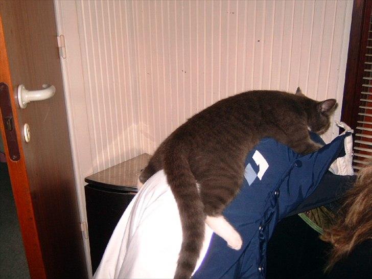 Blanding af racer Cecilie /Silje - 2007 billede 13