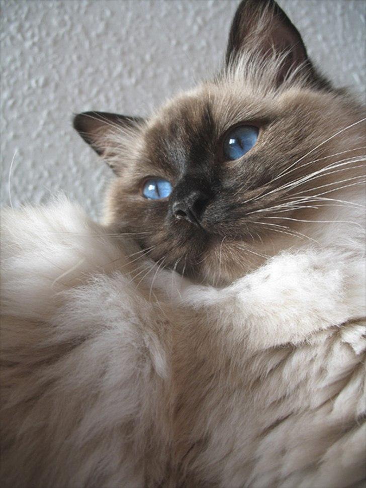 Ragdoll Kashmir - Smukke blå øjne <3 billede 8