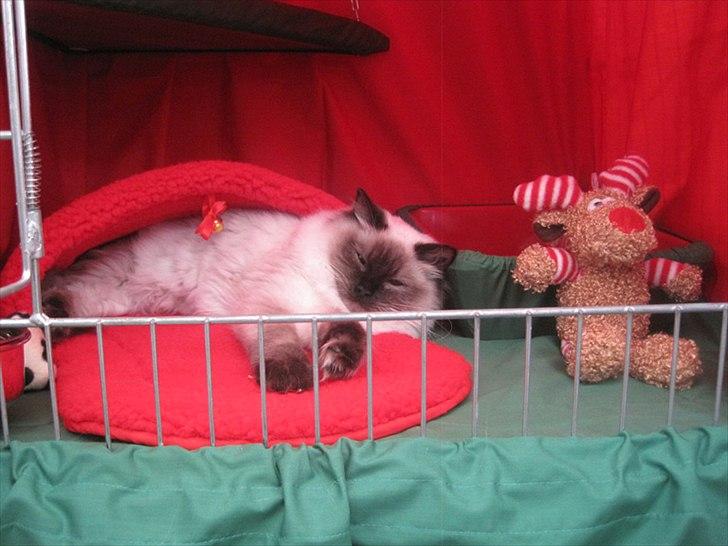 Ragdoll Kashmir - Fra jule-udstillingen i Prismen 2011. billede 10