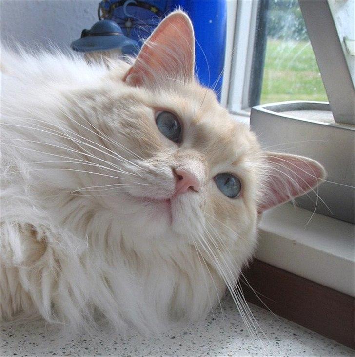 Ragdoll Kaizer billede 13