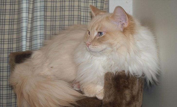 Ragdoll Kaizer - Kaizer 5 år :)  billede 2
