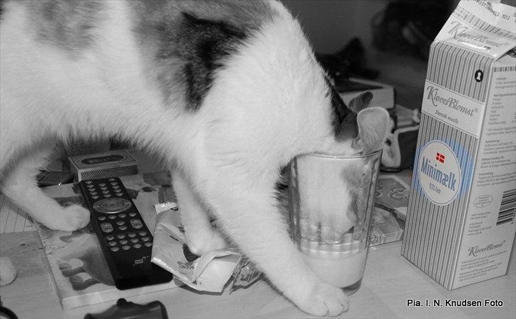 Huskat Darling - # 17 
Darling drikker Mini mælk af glas :) billede 17