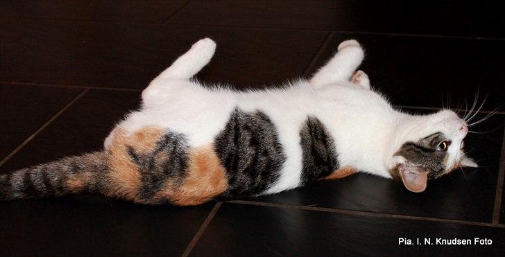 Huskat Darling - # 18
Hun prøver at fange vores hunds hale :) billede 18