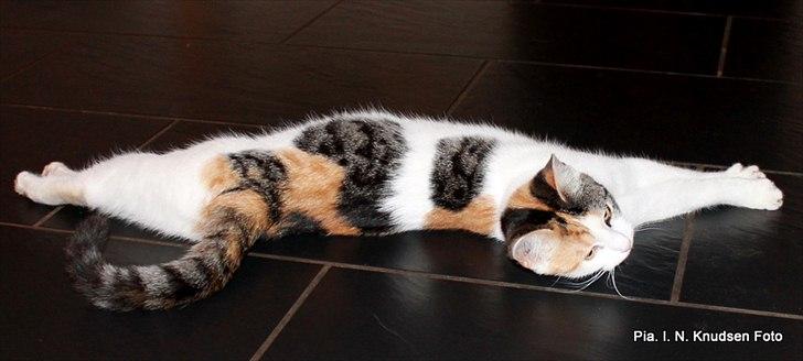 Huskat Darling - # 19
Hun strækker sig ;) billede 19