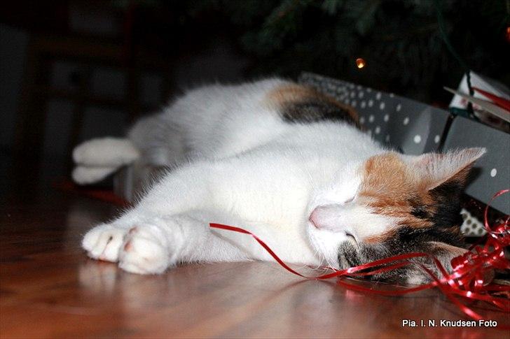 Huskat Darling - # 20
Jeg tror hun lå godt på gaverne jule aften :) billede 20