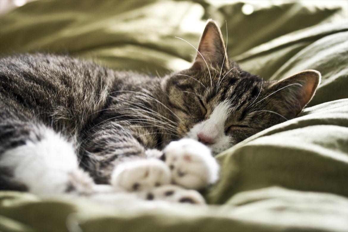 Blanding af racer Oskar billede 1