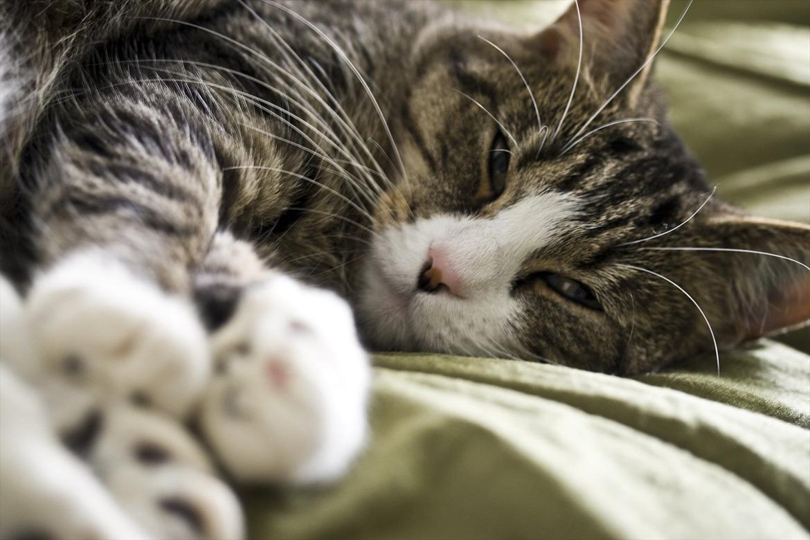 Blanding af racer Oskar billede 2