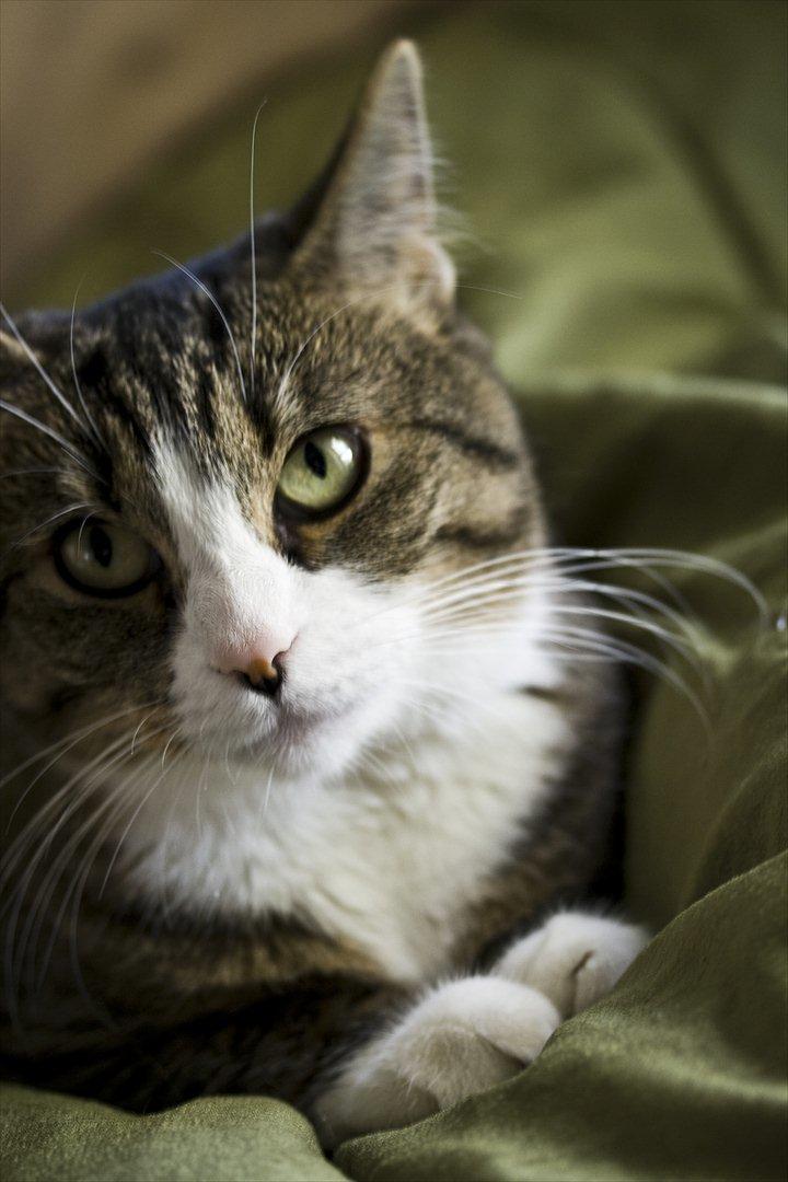 Blanding af racer Oskar billede 5