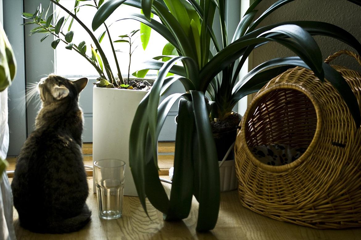 Blanding af racer Oskar billede 3