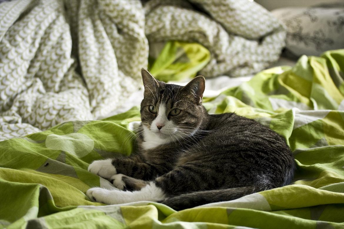 Blanding af racer Oskar billede 4