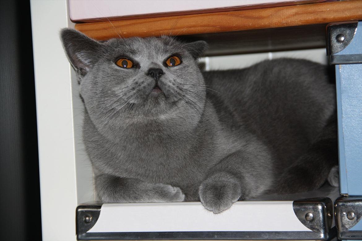 British Shorthair DK Sentimentals iNaia billede 17