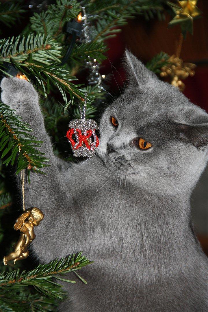 British Shorthair DK Sentimentals iNaia billede 19