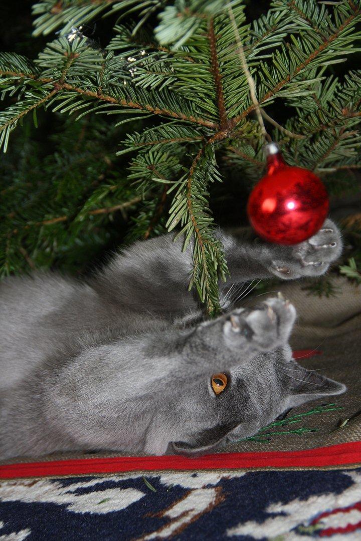 British Shorthair DK Sentimentals iNaia billede 20