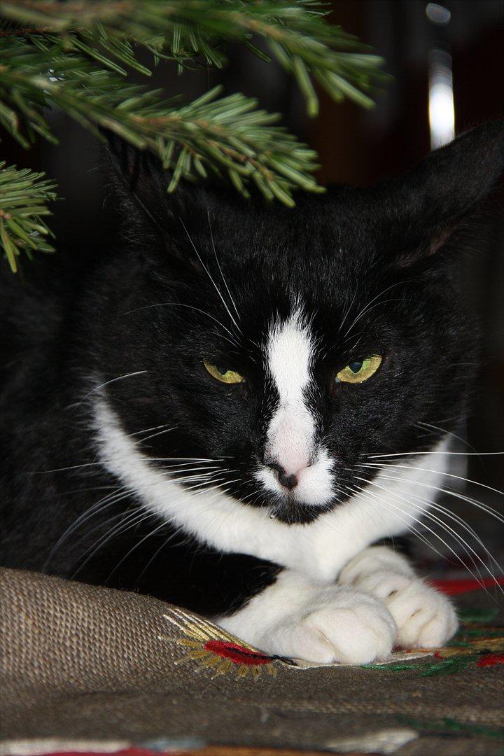 Huskat Felix billede 18