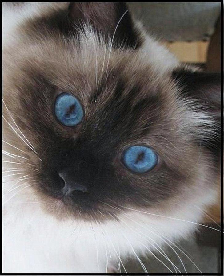 Ragdoll Kashmir billede 1