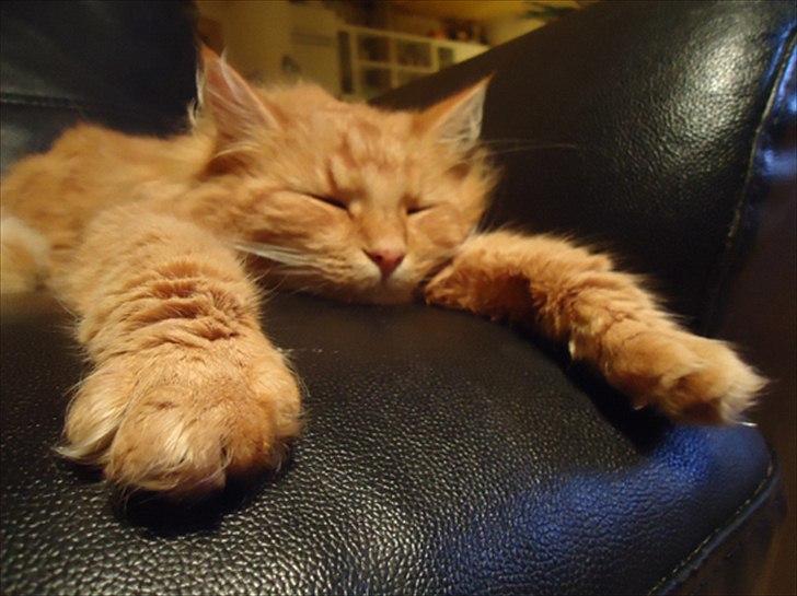 Blanding af racer Kitty <3 billede 18