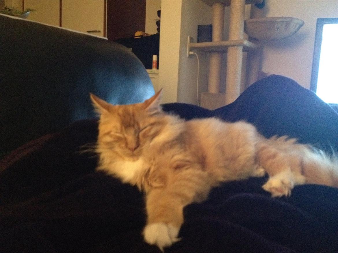 Maine Coon Neli - Hmm.. billedet taler vist for sig selv.. :) billede 12