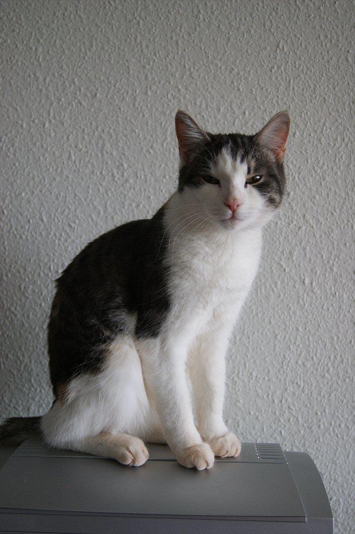 Huskat Prinsesse Sif - Nyt billede Dec 2011 billede 2