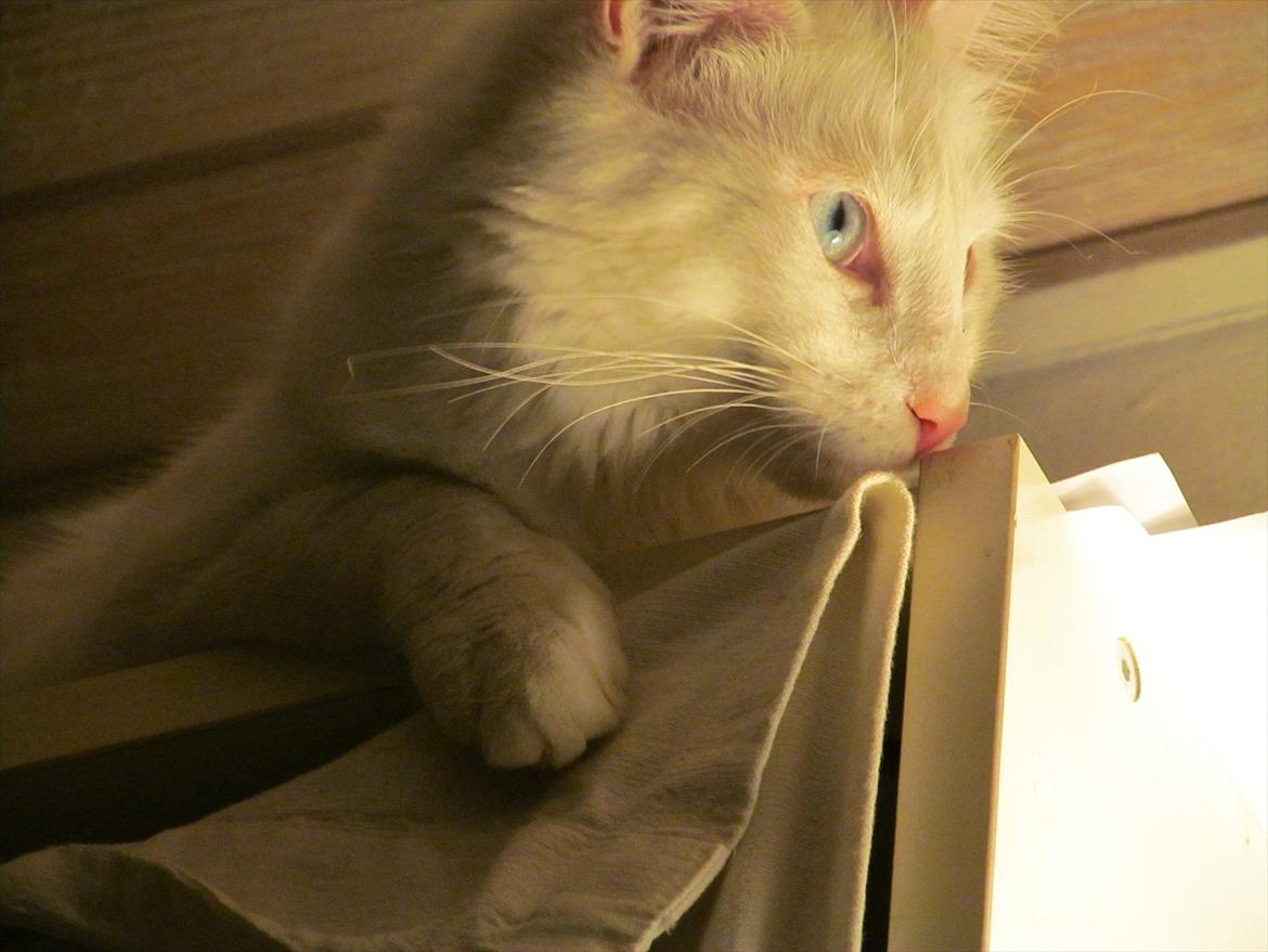 Norsk Skovkat snebold billede 4