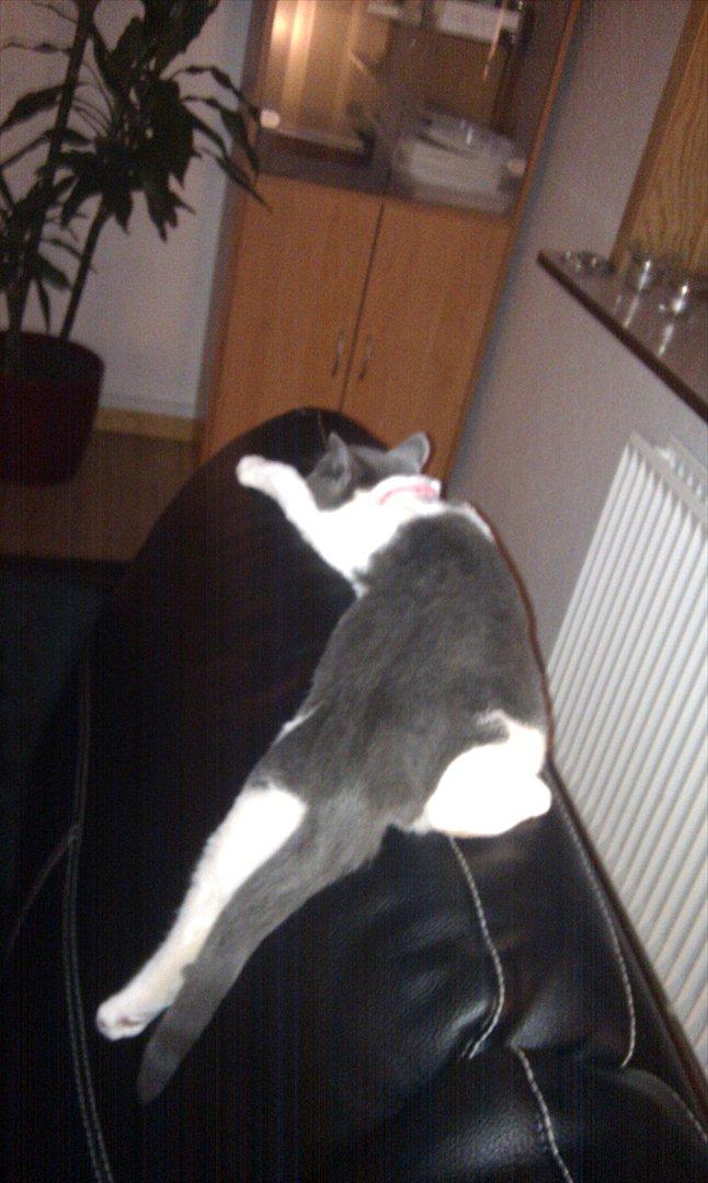 Huskat Nala (Lille Mis) billede 12