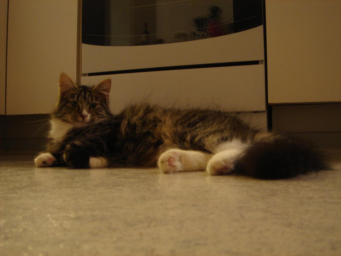 Blanding af racer Dronningen (Store Mis) billede 15